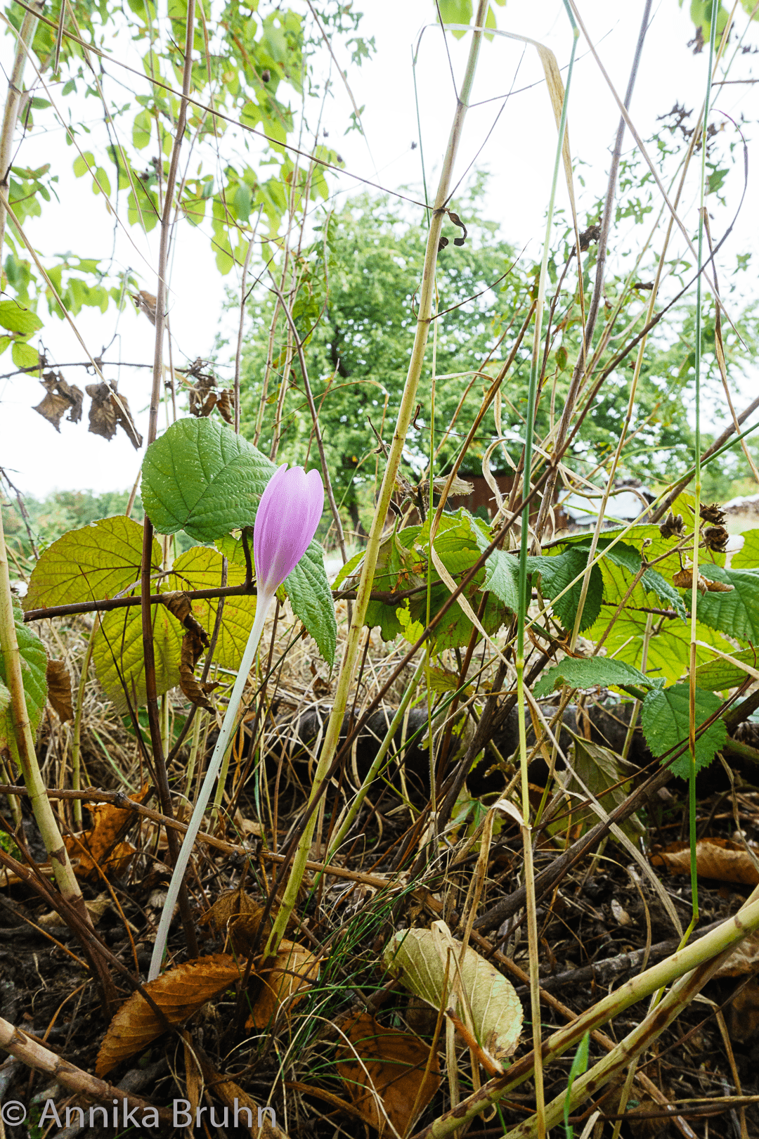 herbstkrokuss